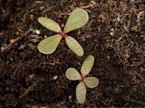 Pourpier potager (Portulaca oleracea)_14