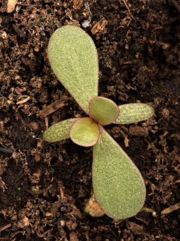 Pourpier potager (Portulaca oleracea)_15