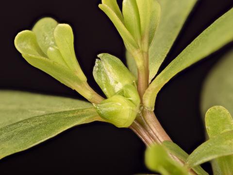 Pourpier potager (Portulaca oleracea)_17