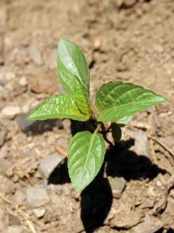 Ricinelle rhomboide (Acalypha rhomboidea)_5