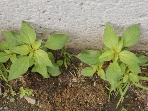 Ricinelle rhomboide (Acalypha rhomboidea)_10