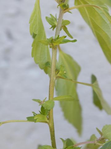 Ricinelle rhomboide (Acalypha rhomboidea)_12