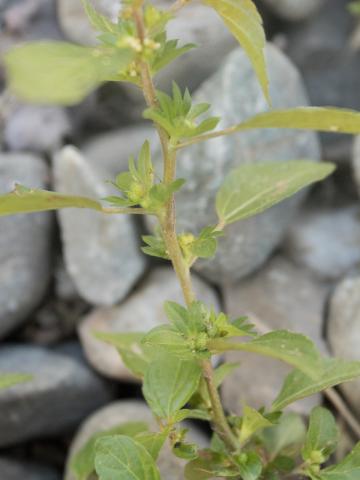 Ricinelle rhomboide (Acalypha rhomboidea)_13