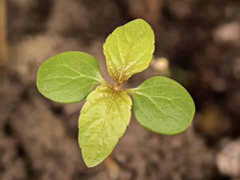 Ricinelle rhomboide (Acalypha rhomboidea)_18