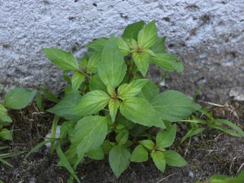 Ricinelle rhomboide (Acalypha rhomboidea)_19