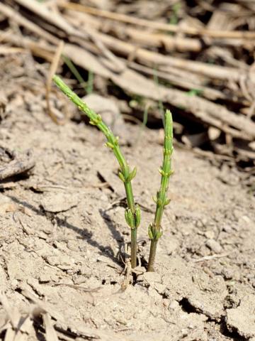 Prêle champs (Equisetum arvense)_5