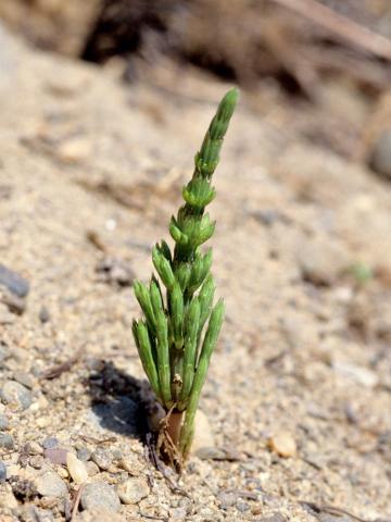 Prêle champs (Equisetum arvense)_6