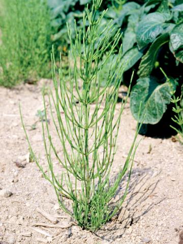 Prêle champs (Equisetum arvense)_7