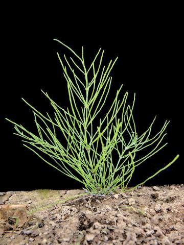 Prêle champs (Equisetum arvense)_8