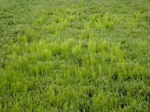 Prêle champs (Equisetum arvense)_15