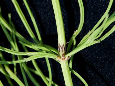 Prêle champs (Equisetum arvense)_19