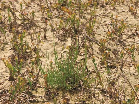 Prêle champs (Equisetum arvense)_22