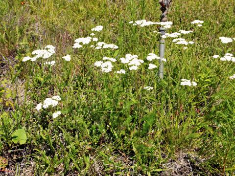 Achillée millefeuille(Achillea millefolium)_9