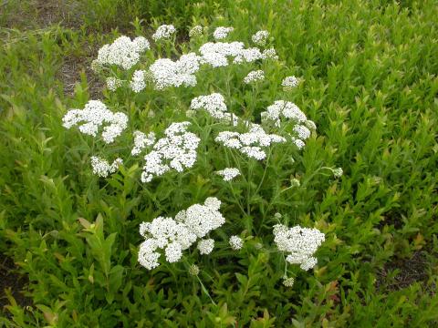 Achillée millefeuille(Achillea millefolium)_12