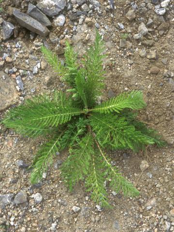 Achillée millefeuille(Achillea millefolium)_14