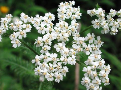 Achillée millefeuille(Achillea millefolium)_15