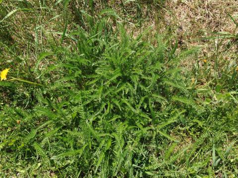 Achillée millefeuille(Achillea millefolium)_22