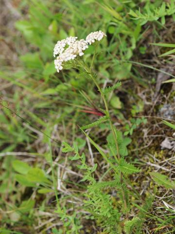 Achillée millefeuille(Achillea millefolium)_23