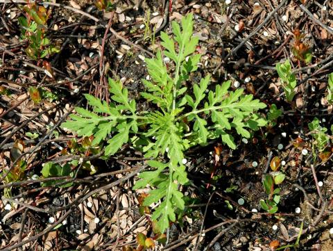 Petite herbe à poux (Ambrosia artemisiifolia)_20