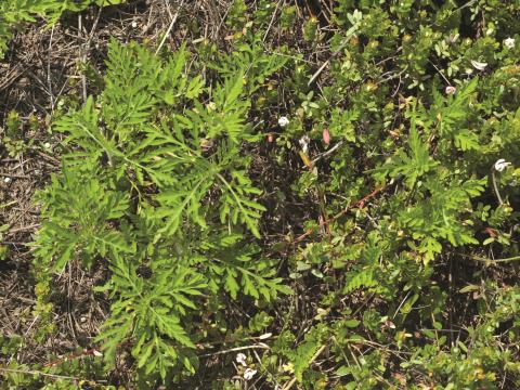 Petite herbe à poux (Ambrosia artemisiifolia)_21