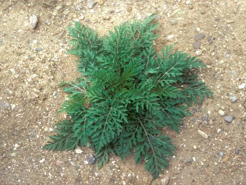 Petite herbe à poux (Ambrosia artemisiifolia)_28