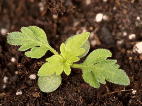 Petite herbe à poux (Ambrosia artemisiifolia)_32