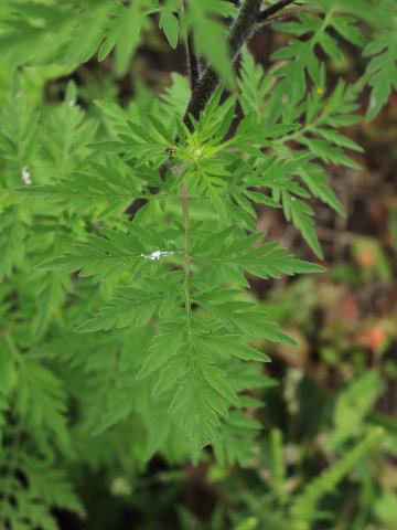 Petite herbe à poux (Ambrosia artemisiifolia)_35