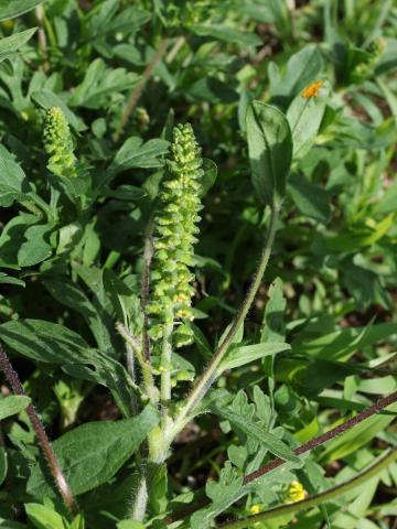 Petite herbe à poux (Ambrosia artemisiifolia)_37