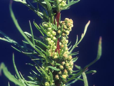 Armoise bisannuelle(Artemisia biennis)_11