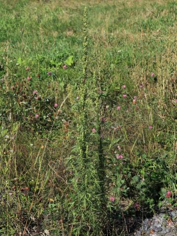 Armoise bisannuelle(Artemisia biennis)_18