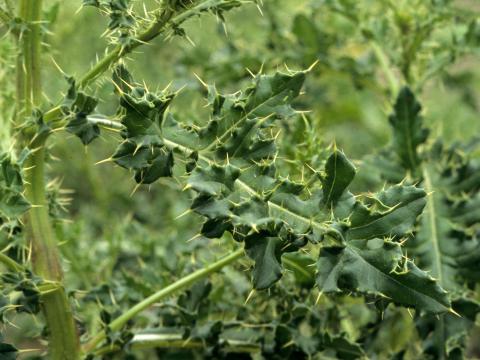 Chardon champs(Cirsium arvense)_4