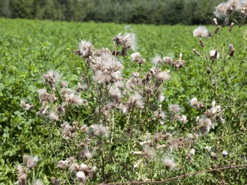 Chardon champs(Cirsium arvense)_10