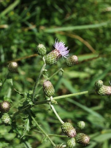 Chardon champs(Cirsium arvense)_20