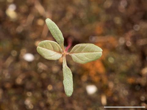 Amarante à racine rouge(Amaranthus retroflexus)_14