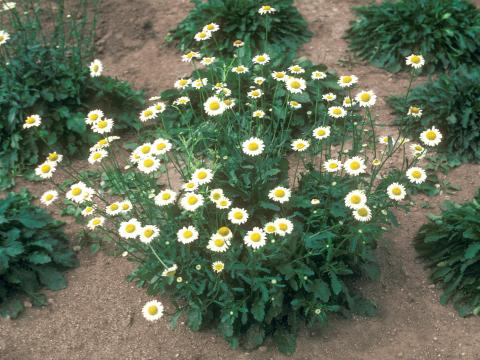 Marguerite blanche (Leucanthemum vulgare)_6