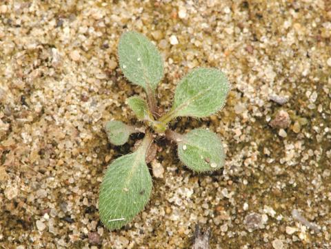 Vergerette du Canada(Erigeron canadensis)_2