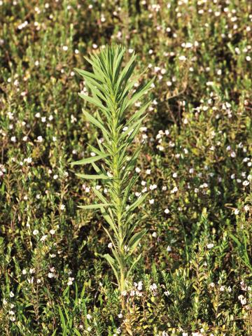 Vergerette du Canada(Erigeron canadensis)_10