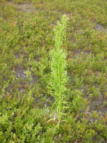 Vergerette du Canada(Erigeron canadensis)_13