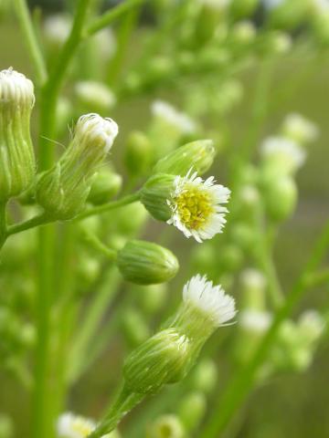 Vergerette du Canada(Erigeron canadensis)_14