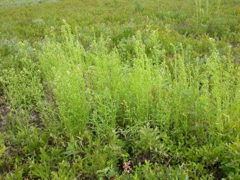 Vergerette du Canada(Erigeron canadensis)_16