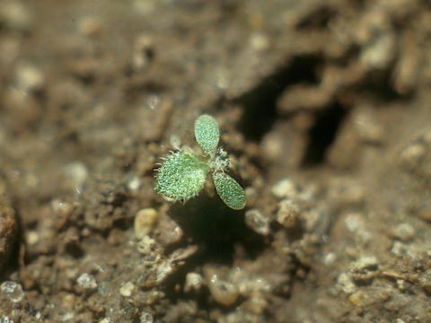 Vergerette du Canada(Erigeron canadensis)_17