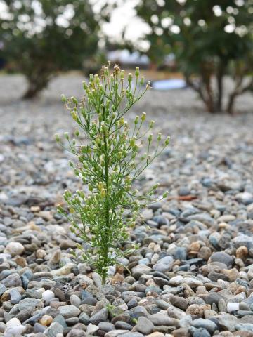 Vergerette du Canada(Erigeron canadensis)_19