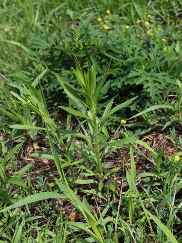 Vergerette du Canada(Erigeron canadensis)_24