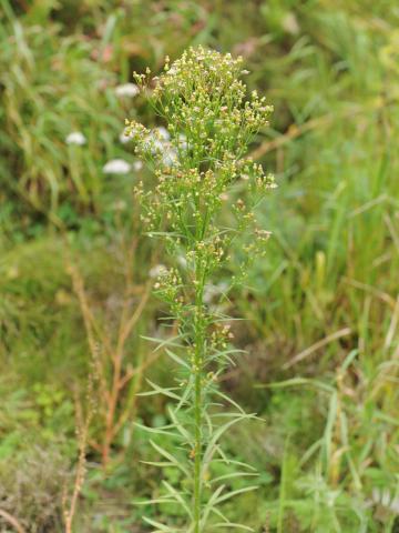 Vergerette du Canada(Erigeron canadensis)_26