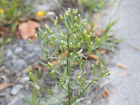 Vergerette du Canada(Erigeron canadensis)_27