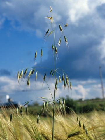 Folle avoine (Avena fatua)_6