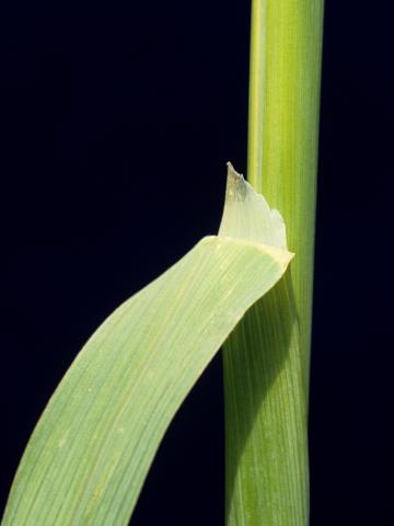 Folle avoine (Avena fatua)_7