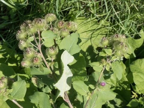 Grande bardane (Arctium lappa)_4