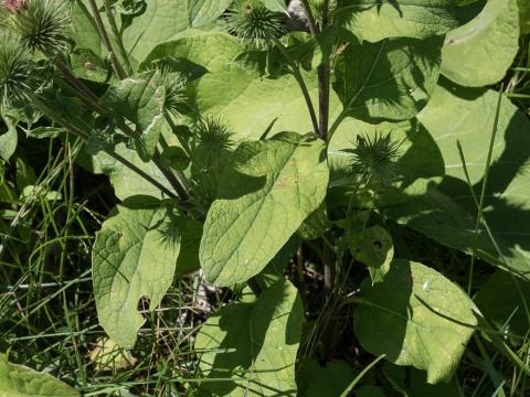 Grande bardane (Arctium lappa)_7