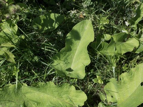 Grande bardane (Arctium lappa)_9